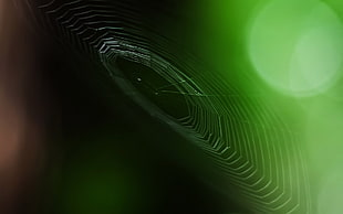 closeup photography of Spider Web