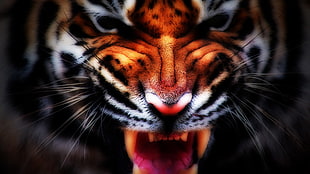 brown tiger, nature, animals, tiger, digital art