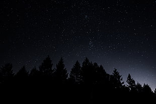 silhouette of tree, Starry sky, Trees, Night