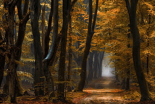 brown and black wooden decor, nature, landscape, forest, path
