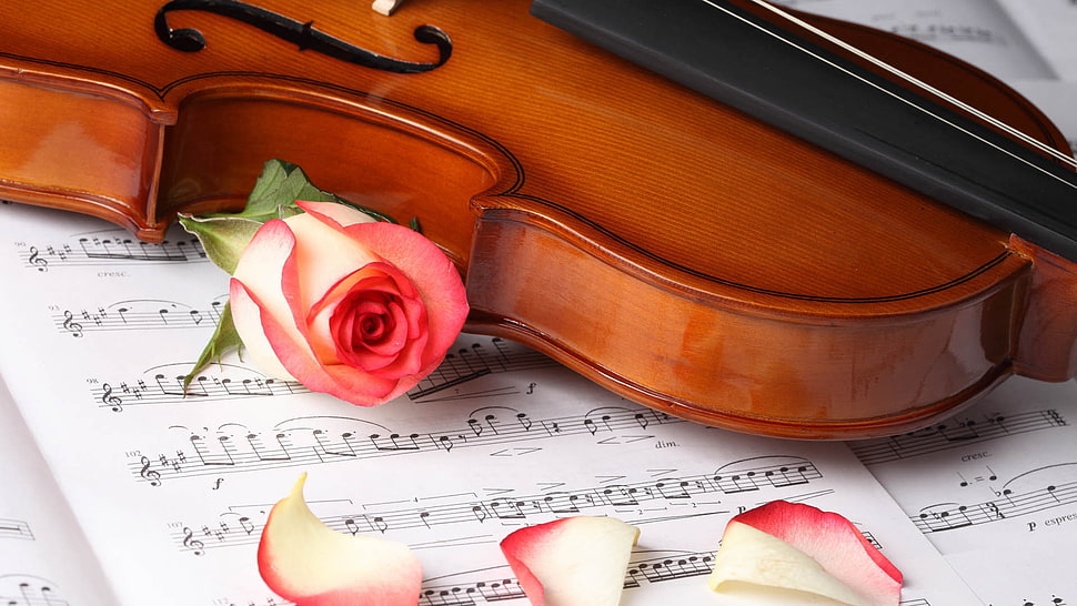 brown violin and pink rose flower HD wallpaper