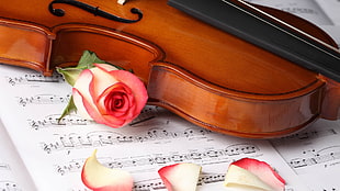 brown violin and pink rose flower