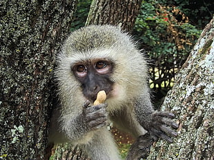 gray and black primate holding peanut