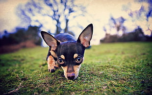 adult black and tan chihuahua on grass field
