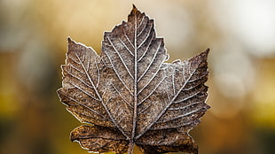 brown maple leaf, leaves, fall