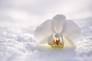 closeup photography of white moth orchid on snow ground