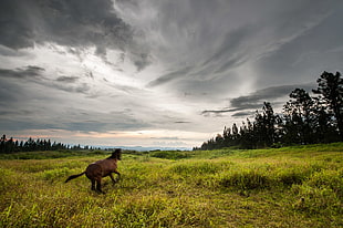 brown horse running on wide grassland