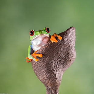 selective focus photography of Red Eyed Tree frog