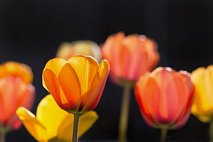 orange flowers macro-shot, tulips HD wallpaper