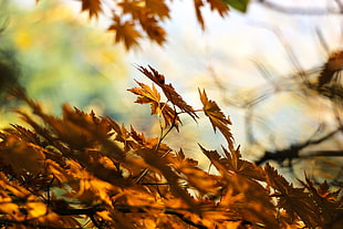 brown Maple leaves in closeup photo