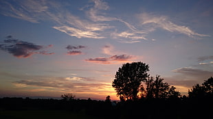 view of trees on sunset