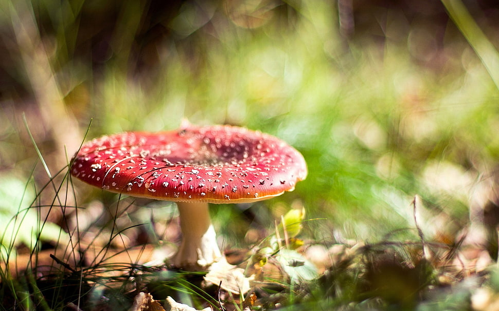 Red and white mushroom, mushroom, macro, depth of field, grass HD ...