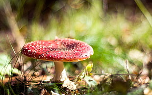 red and white mushroom, mushroom, macro, depth of field, grass HD wallpaper