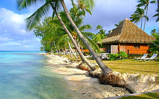 brown wooden bungalow, nature, landscape, tropical, beach HD wallpaper