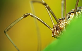 close-up photography of brown and black lynx spider