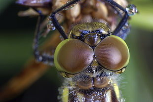yellow and brown insect close-up photography