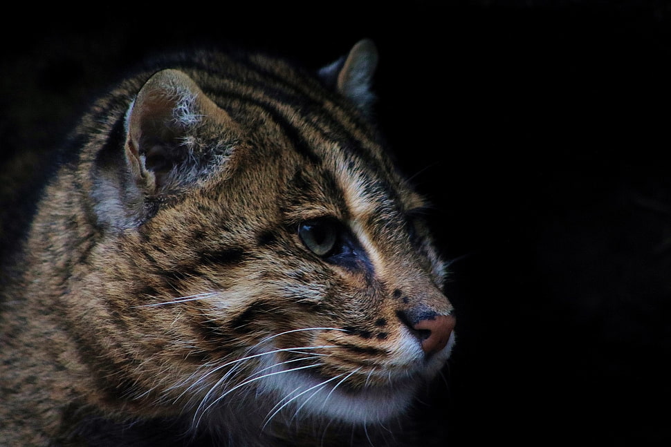 brown feline, cat, black background, simple background, animals HD wallpaper
