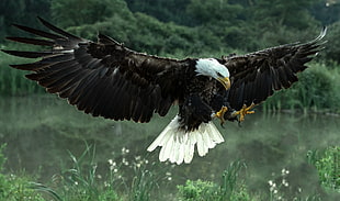 black and white eagle, animals, bald eagle HD wallpaper
