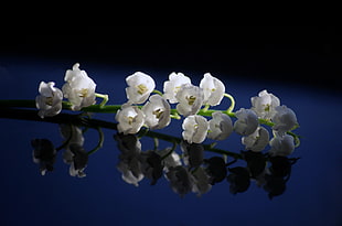 white orchid flowers HD wallpaper