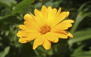 closeup photography of yellow Daisy flower