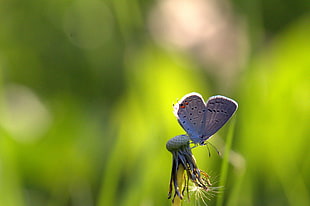gray butterfly in selective focus photography