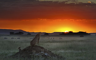 Cheetah with cub near herd of deer and animal during sunset