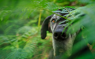 shallow focus photography of black and gray dog