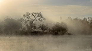 withered tree, mist, river HD wallpaper