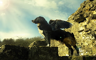 black and brown dog with wings wallpaper, dog, wings