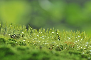 close up photography of grass