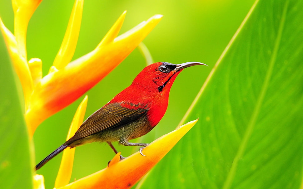 closeup photo of red bird on orange and yellow Heliconia flower HD wallpaper