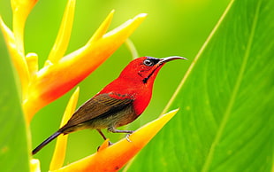closeup photo of red bird on orange and yellow Heliconia flower
