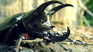 black beetle on brown surface