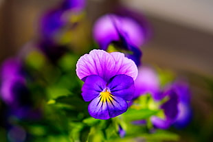 purple petaled flower in closeup photography