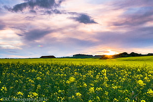 yellow Rapeseed flower field at sunset