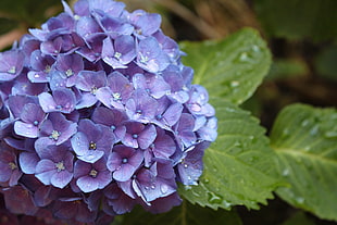 purple hydrangeas, Hydrangea, Flower, Drops