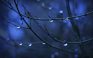 water dew on twig close-up photo, twigs, depth of field, water drops, nature HD wallpaper
