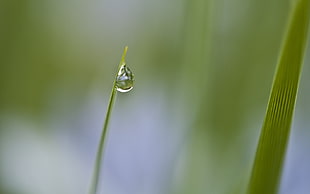 selective focus photography of water drop of leaf