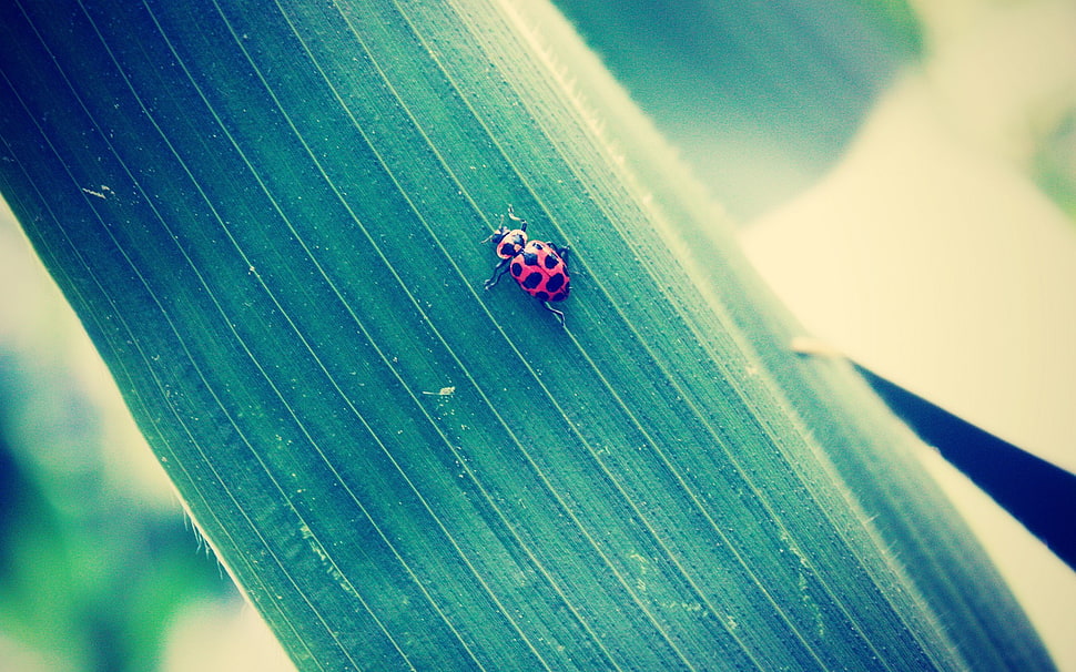 black and red ladybird beetle, bug, insect, macro, animals HD wallpaper