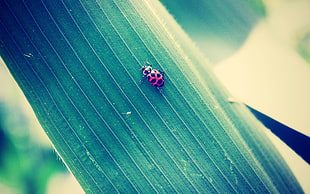 black and red ladybird beetle, bug, insect, macro, animals HD wallpaper