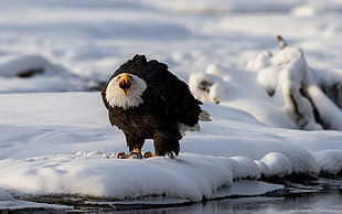 black and white eagle on snowy field during day time