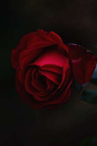 red rose, Rose, Bud, Red