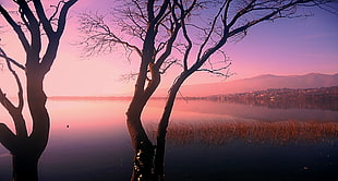 brown tree and body of water