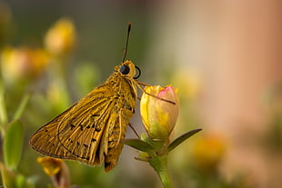 shallow focus photograph of brown butterfly on yellow and pink flower HD wallpaper