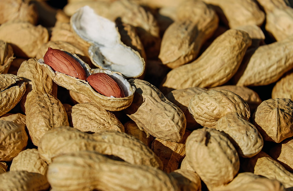 peanut lot HD wallpaper