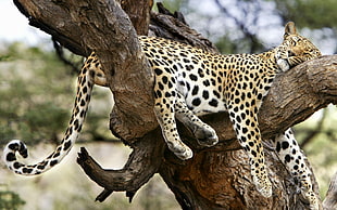 brown and black cheetah, animals, nature, jaguars, leopard (animal)