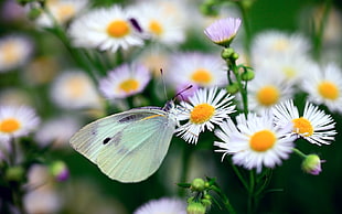 Cabbage White butterfly perched on white petaled flowers in closeup photo