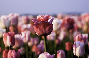 pink tulips field HD wallpaper
