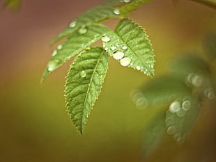 green leaf plant with water dew in closeup photography