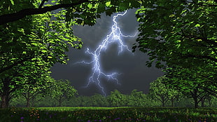 time lapse photography of lightning strikes on forest HD wallpaper